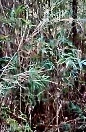 Lot 5 Elm St NONE, SUFFOLK VA 23432 - Photo 2