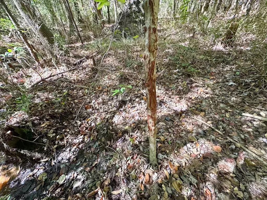 45.5 Acres Cypress Chapel RD, SUFFOLK VA 23434 thumb 12