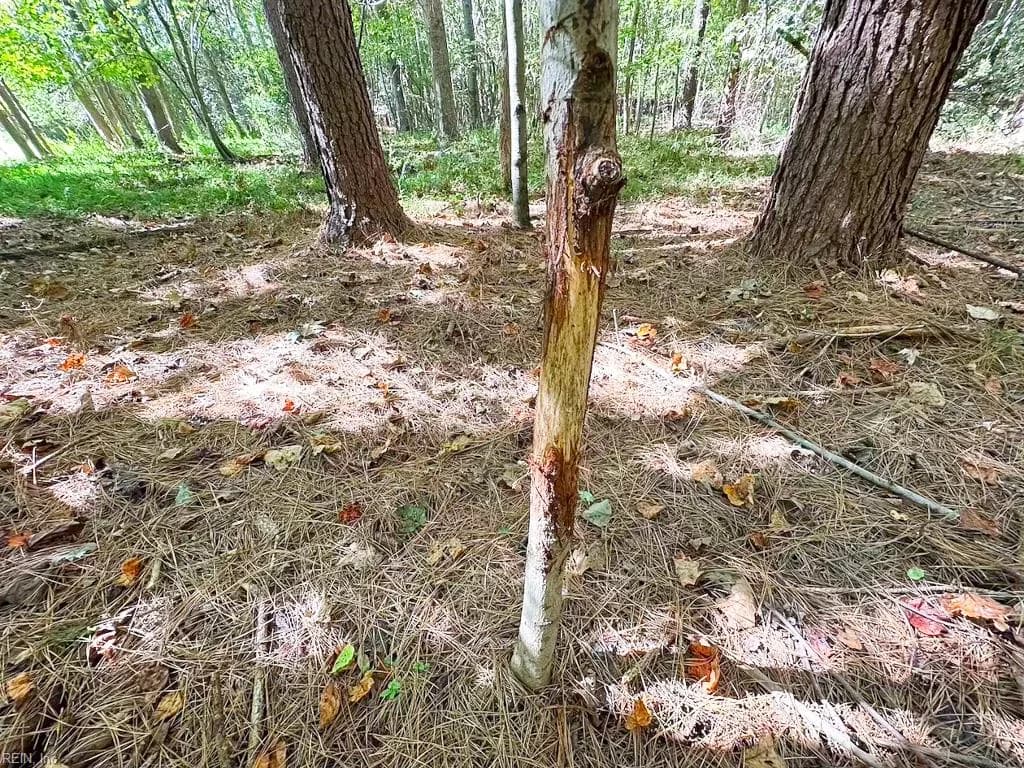 45.5 Acres Cypress Chapel RD, SUFFOLK VA 23434 thumb 6