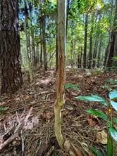15 Acres Cypress Chapel RD, SUFFOLK VA 23434 thumb 10