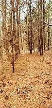 949 Cherry Grove RD N, SUFFOLK VA 23432 - Photo 4