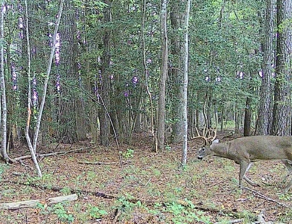 10+AC Groton Tract A Woods NONE, ONANCOCK VA 23417 thumb 6