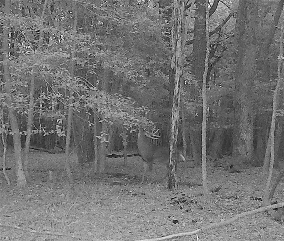 10+AC Groton Tract A Woods NONE, ONANCOCK VA 23417 thumb 8
