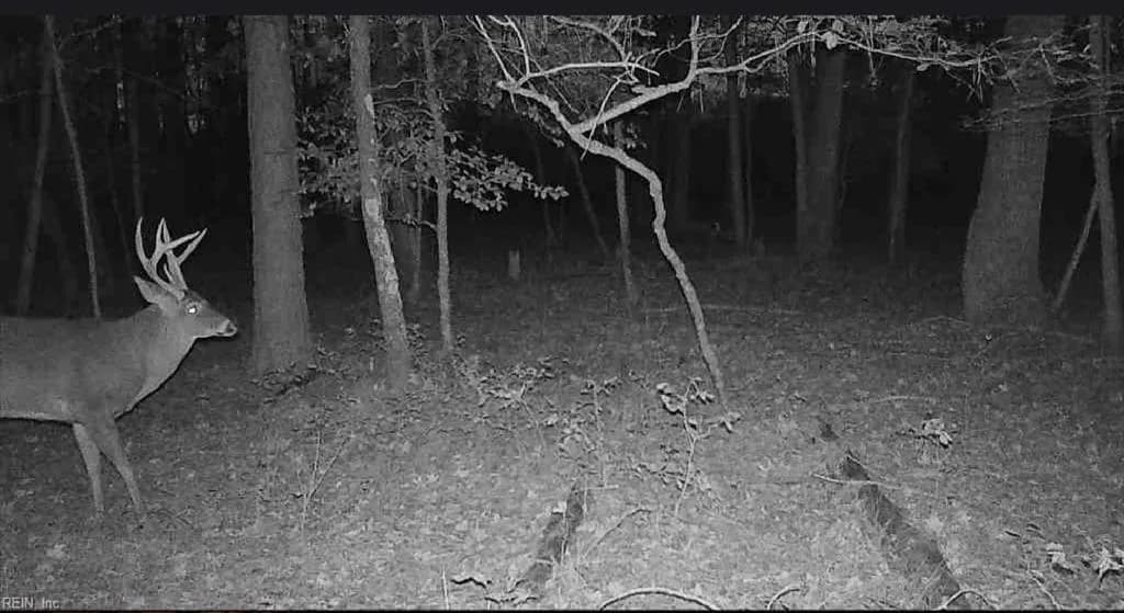 10+AC Groton Tract A Woods NONE, ONANCOCK VA 23417 thumb 10