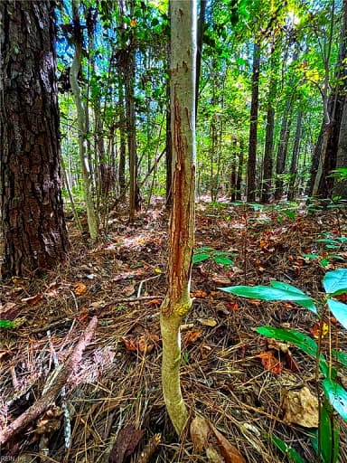 15 Acres Cypress Chapel RD, SUFFOLK VA 23434 thumb 10