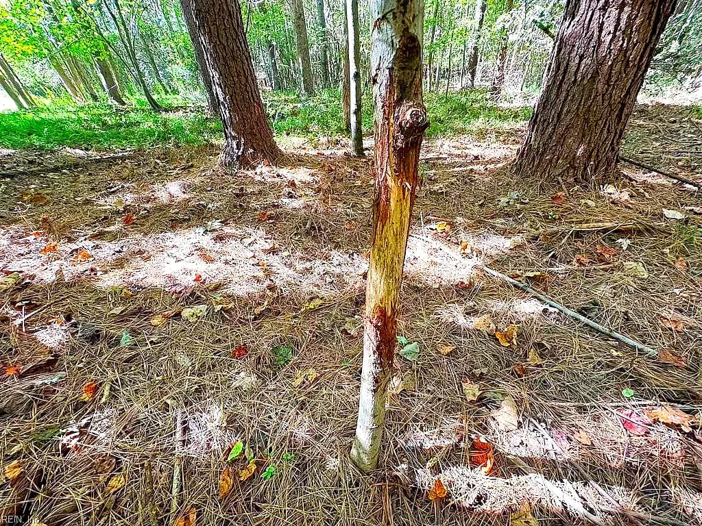 45.5 Acres Cypress Chapel RD, SUFFOLK VA 23434 thumb 6