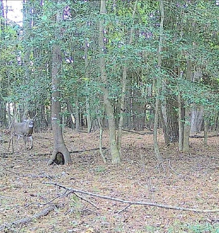 10+AC Groton Tract A Woods NONE, ONANCOCK VA 23417 - Photo 4