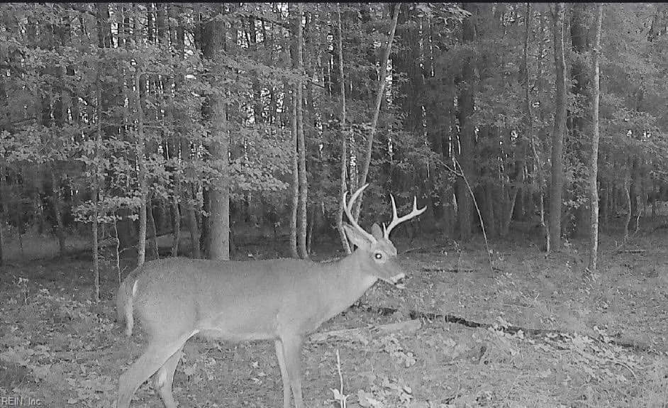10+AC Groton Tract A Woods NONE, ONANCOCK VA 23417 - Photo 5