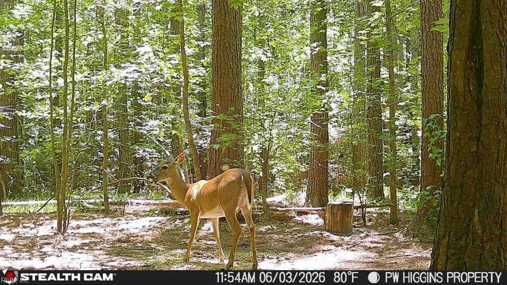 20 Wells LN, GATES NC 27937 - Photo 3